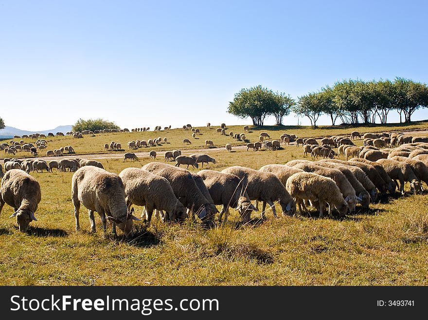 Autumn,inner mongolian browser sheep