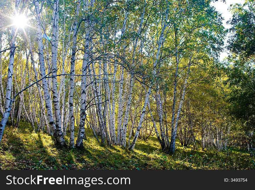 Autumn,inner mongolian birch and sunshine