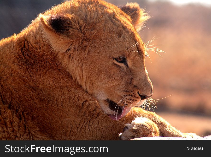 Lion Licking itself clean after playing. Lion Licking itself clean after playing.