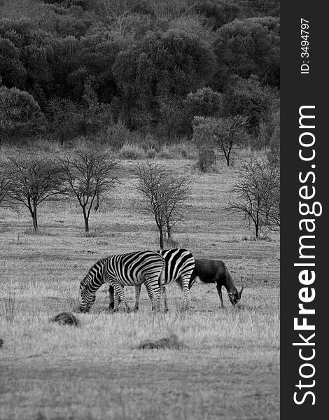 2 Zebra's, and a BlessBuck on a open grassland graising
