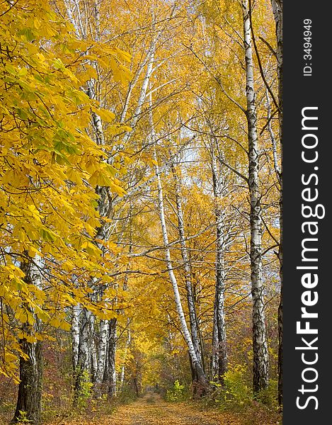 A birches path in autumn forest