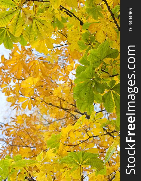 Autumn foliage 
yellow chestnut leaves. Autumn foliage 
yellow chestnut leaves