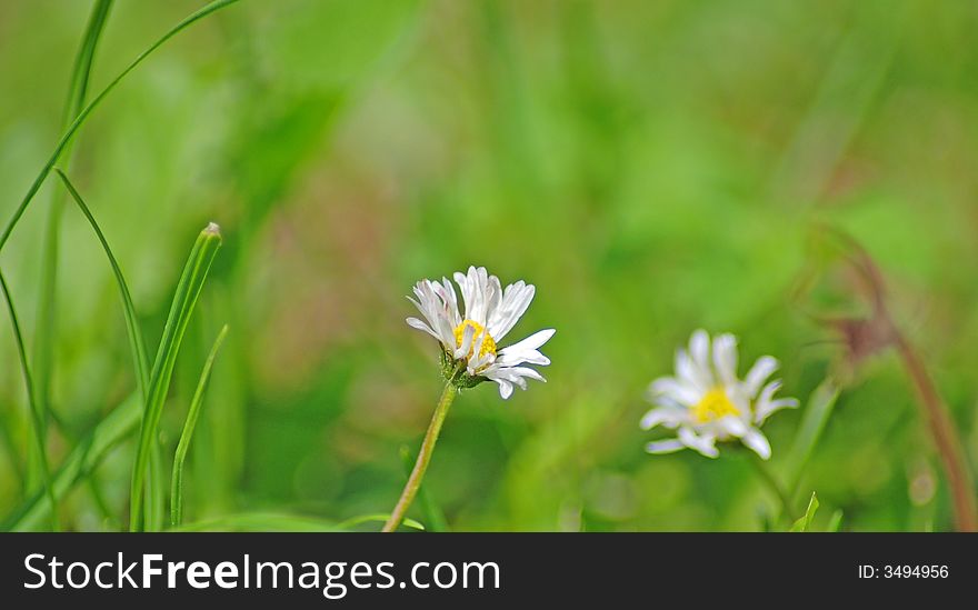 White daisies on a meadow