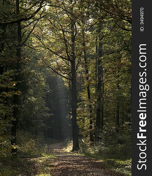 View into a german forest at autumn