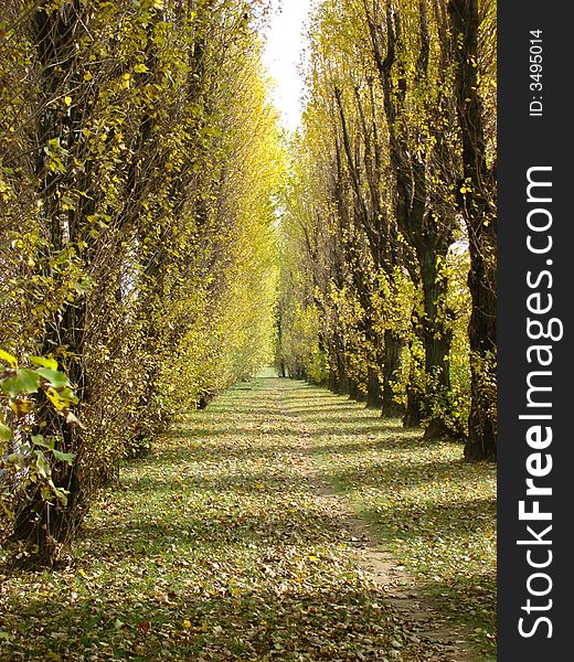 Footpath in foliage in autumn park. Footpath in foliage in autumn park