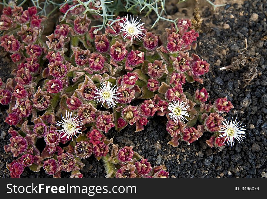 Mesembryanthemum crystallinum ( Crystalline Ice Plant or Common Ice Plant ) in Lanzarote, Canary Islands, Spain