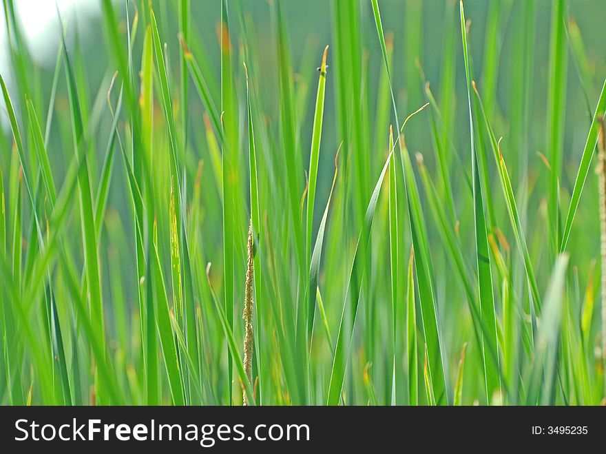Green reeds in a pond. Green reeds in a pond