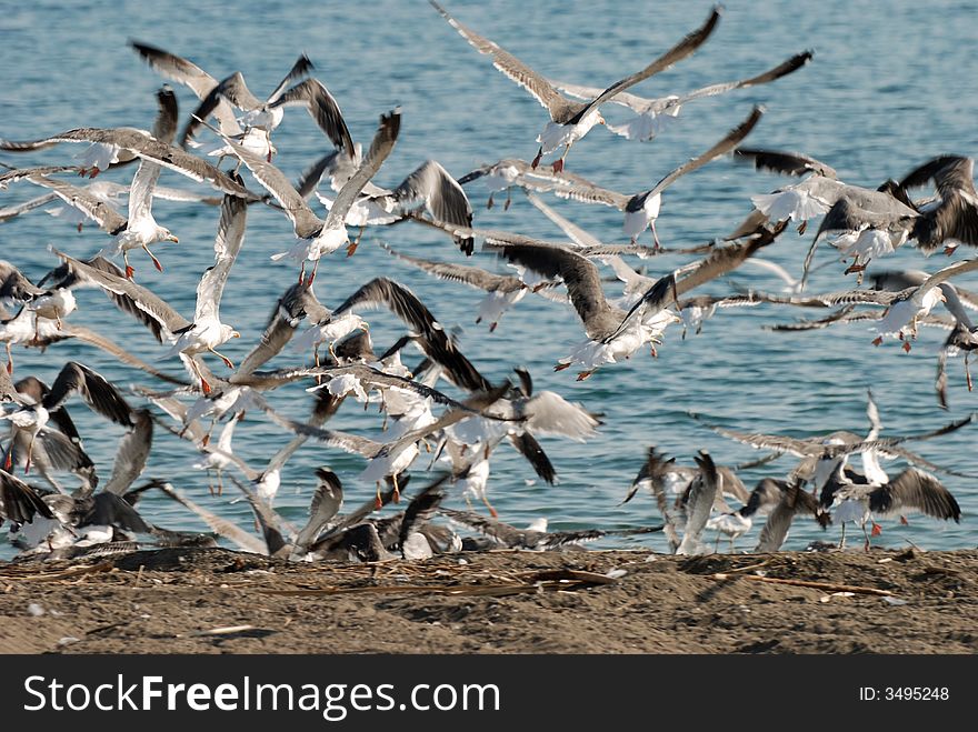 Seagulls starting from the beach