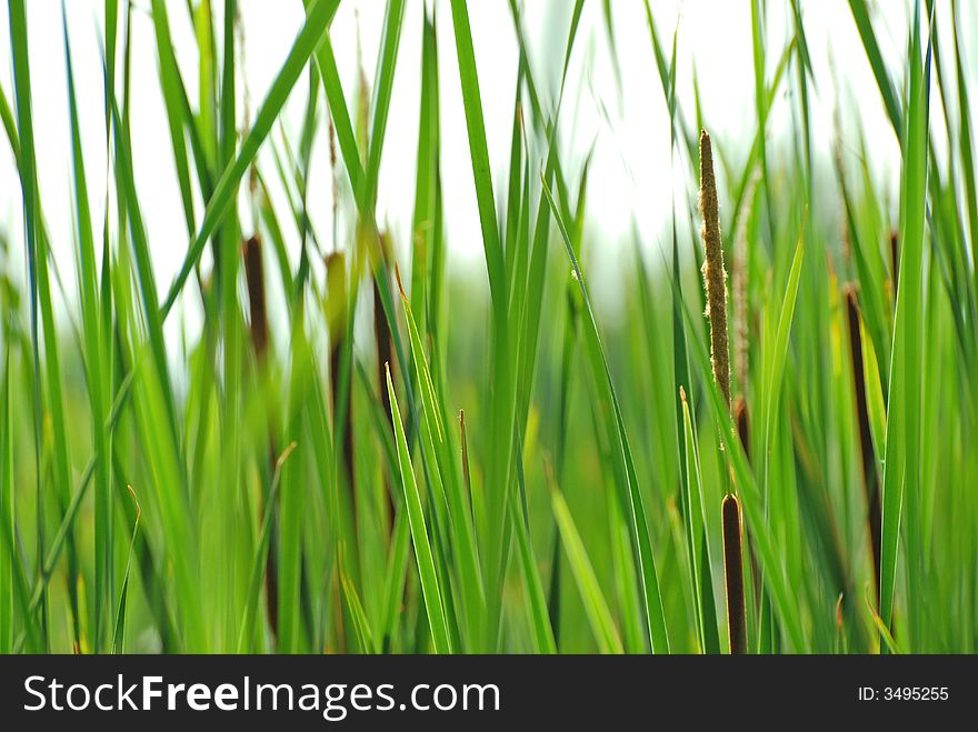 Green reeds in a pond. Green reeds in a pond