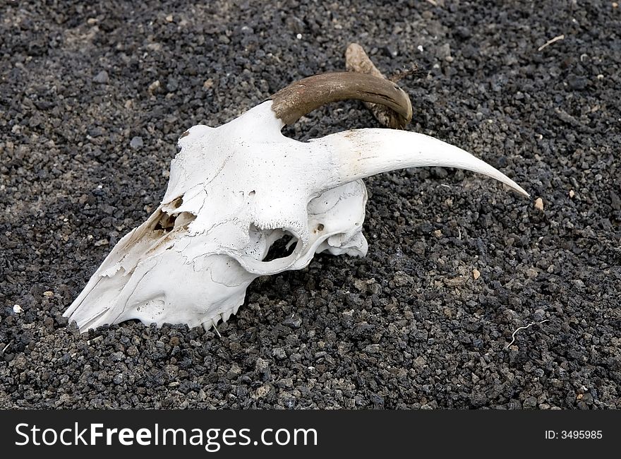 Goat skull on an arid volcanic soil in Lanzarote, Canary Islands, Spain