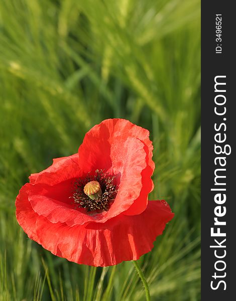 Red poppy on grain field