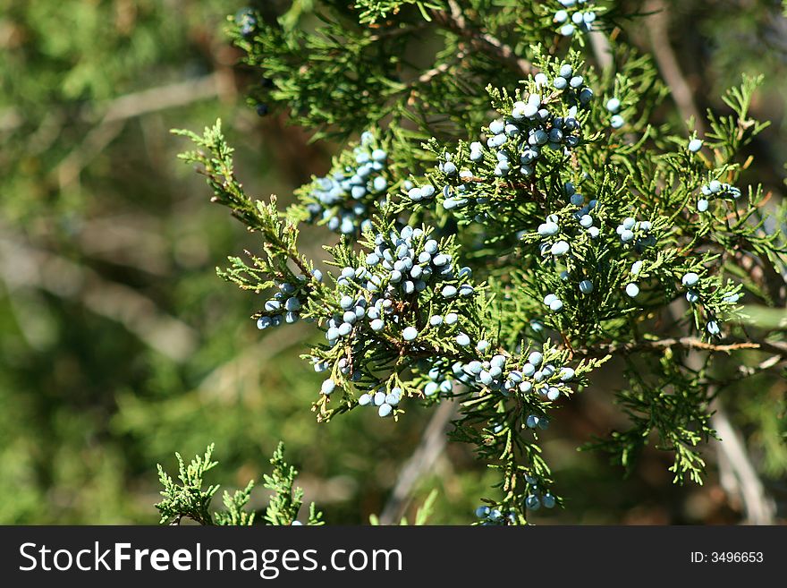 Group of Berries on a tree branch