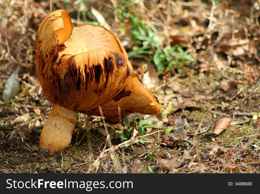 A Giant Mushroom in the woods