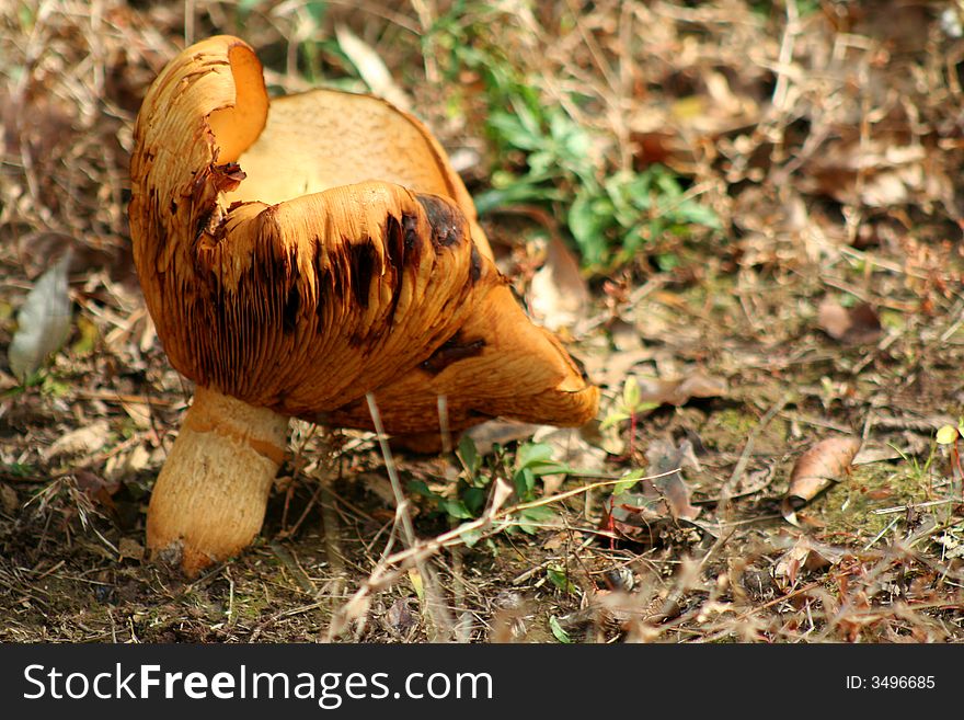 Giant Mushroom