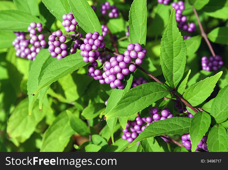 Group of Berries on a tree branch