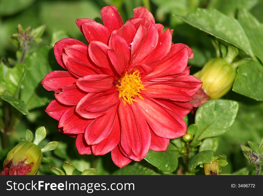 A Red Gerber Daisy in a garden