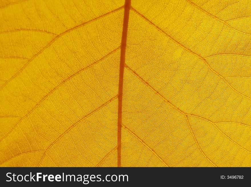 Leaf Veins