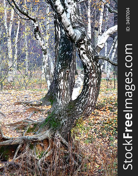 Autumnal colors and mood – old birch tree