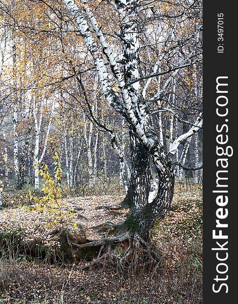 Autumnal colors and mood â€“ old birch tree