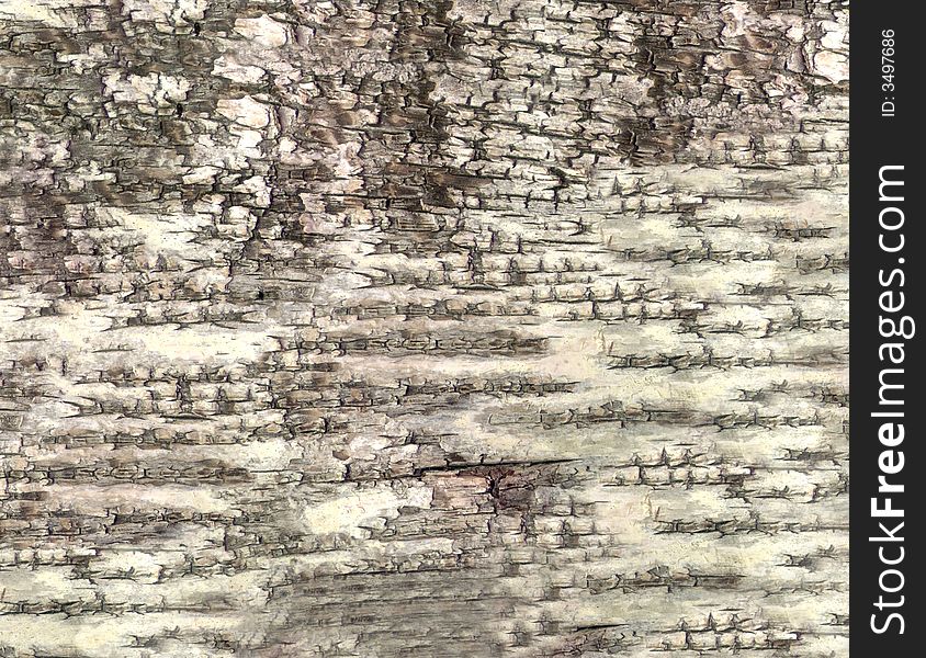 HQ bark of birch texture