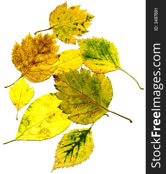 Full-size composite of autumn leaves. Isolated on white background