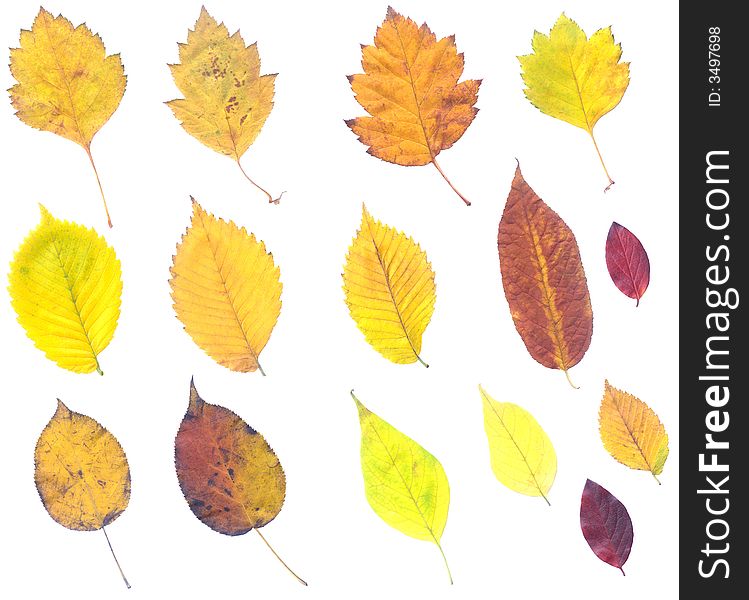 Full-size composite of autumn leaves. Isolated on white background