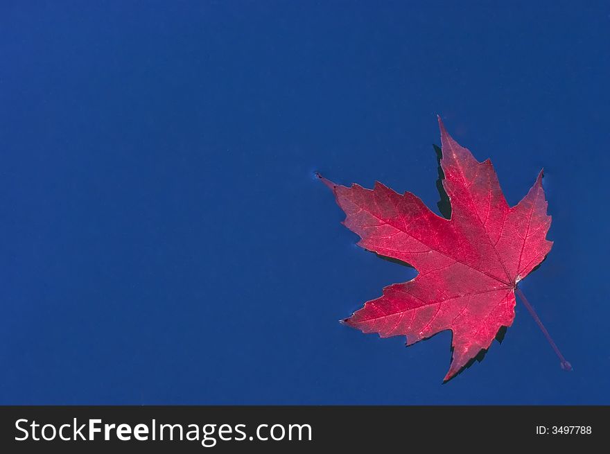Autumn red maple leaf on the surface of a deep blue water. Autumn red maple leaf on the surface of a deep blue water.