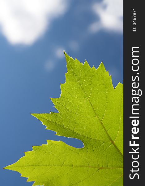 Close-up of green leaf from grape plant against blue summer sky. Close-up of green leaf from grape plant against blue summer sky