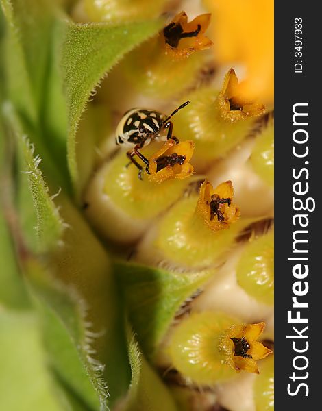 Small insect on sunflower seed