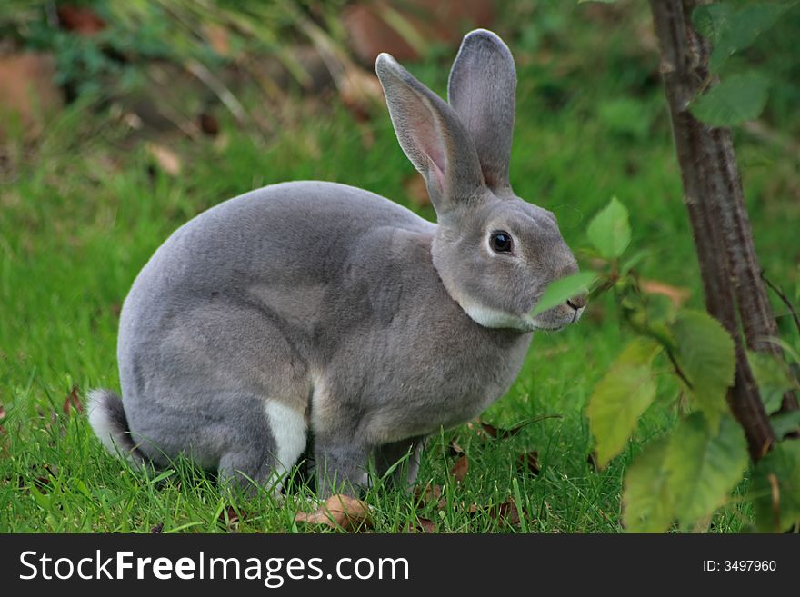 Wild grey bunny capture in the meadows