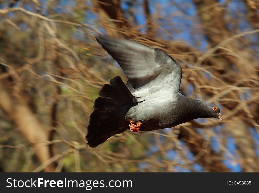 A dove in flight with its wings spread and also a symbol of peace