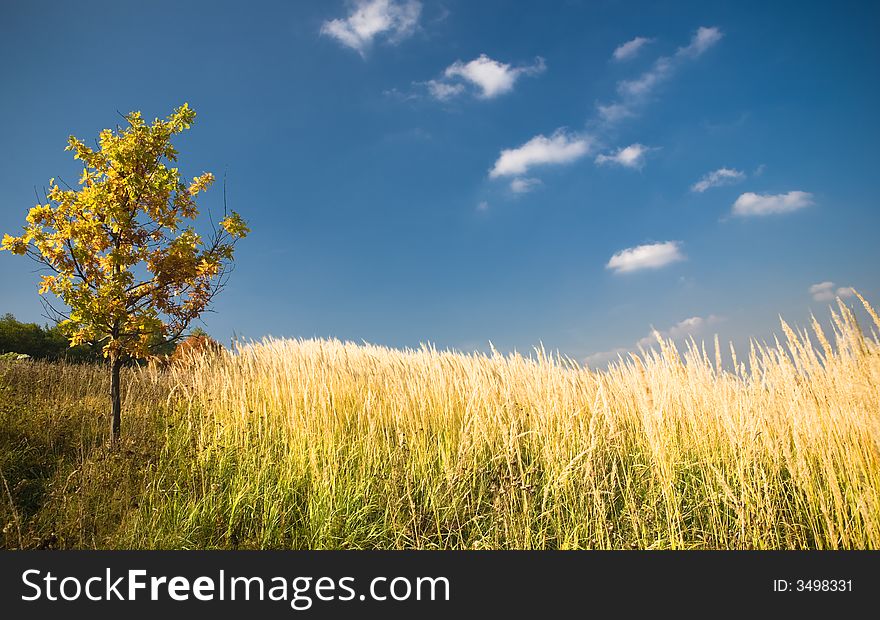 Yellow Oak Tree In A Field -1