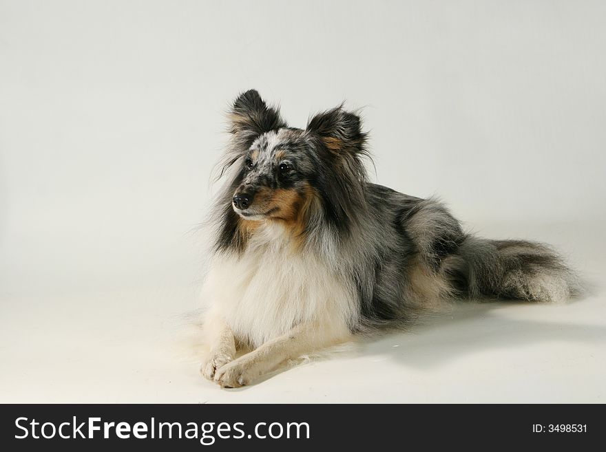A small pedigree dog against a white background. A small pedigree dog against a white background