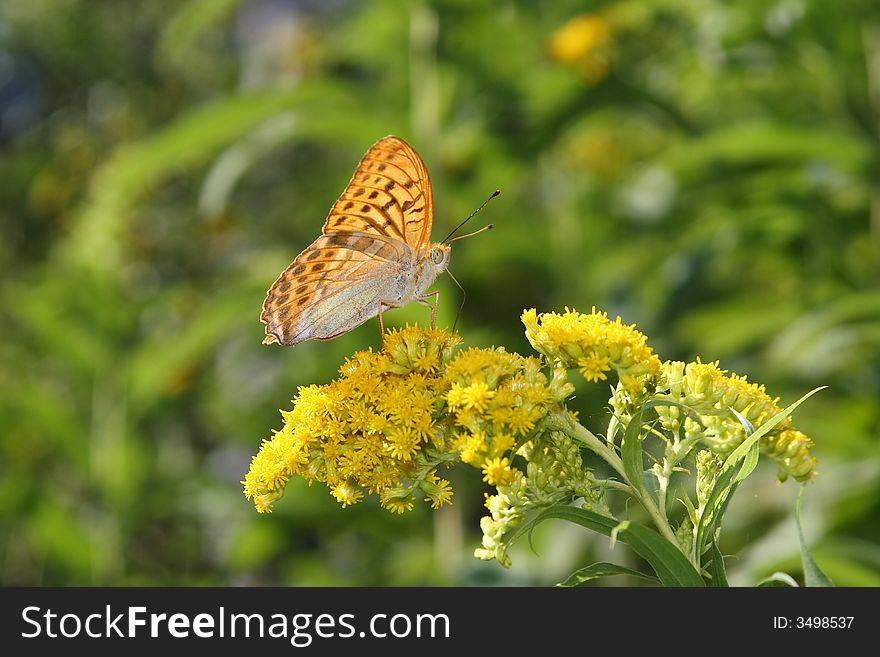 A butterfly is sunbathing on the stem of a flower. A butterfly is sunbathing on the stem of a flower.