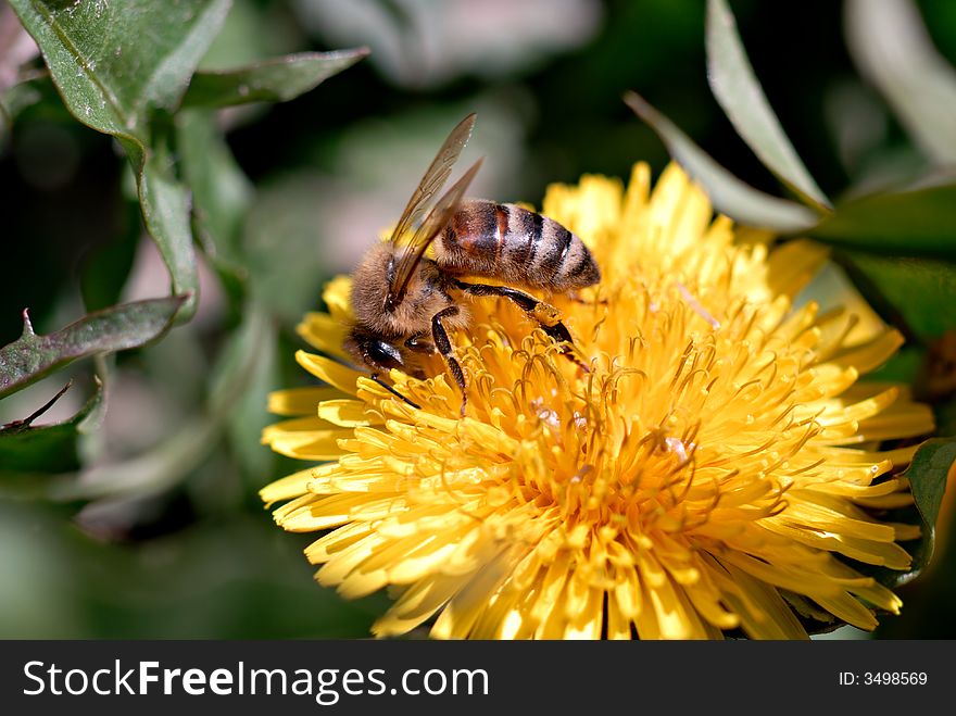 Honeybee on dandelion