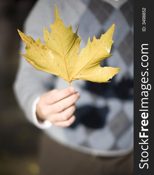 Close up high angle view of one man's hand holding giant leaf. Close up high angle view of one man's hand holding giant leaf