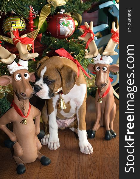 Boxer puppy and toy reindeer by Christmas tree. Boxer puppy and toy reindeer by Christmas tree