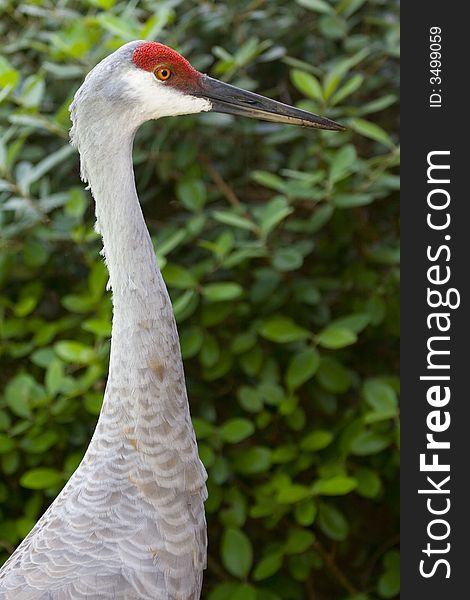 Sandhill crane in central florida