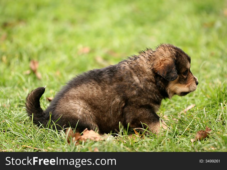Sweet curious puppy playing on green grass. Sweet curious puppy playing on green grass
