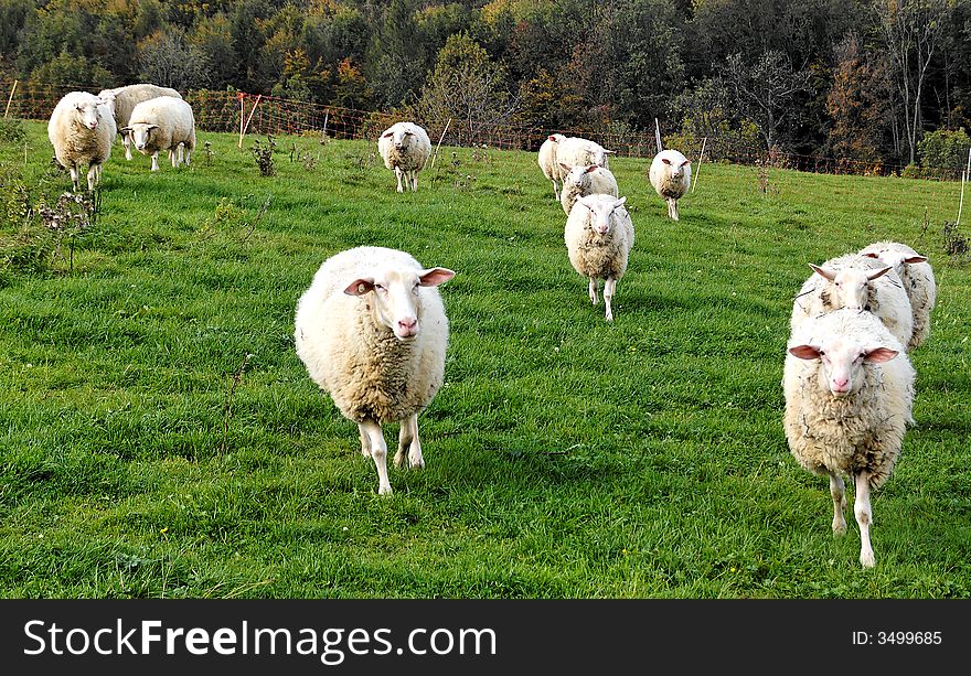 Curious sheeps on the green suabian grass. Curious sheeps on the green suabian grass