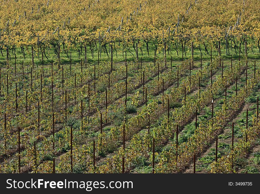 Autumnal vineyard geometry