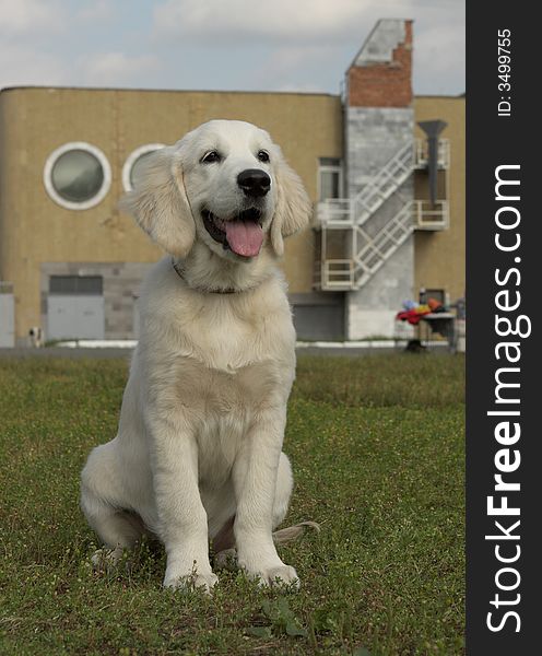 A pupy of Golden retriever sitting on the grass. A pupy of Golden retriever sitting on the grass