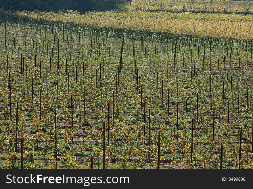 Geometry of rows and angles for vines in autumn after harves. Typical trentino landscape. Geometry of rows and angles for vines in autumn after harves. Typical trentino landscape