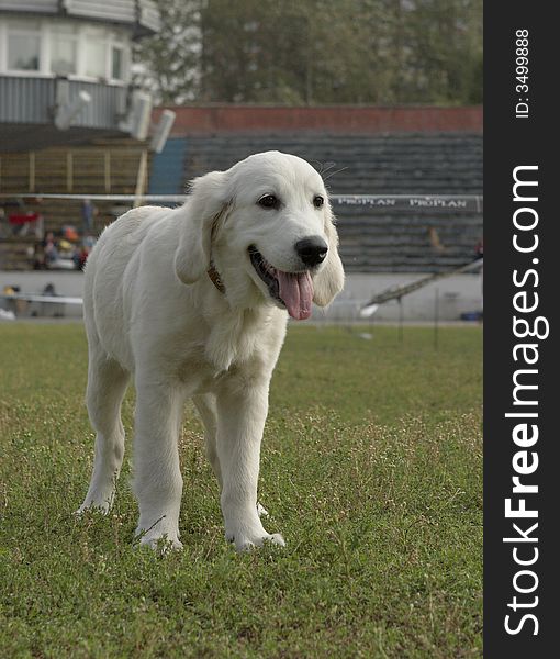 A pupy of Golden retriever standing on the grass. A pupy of Golden retriever standing on the grass