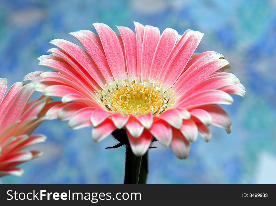 Pink gerber flower against blur blue background