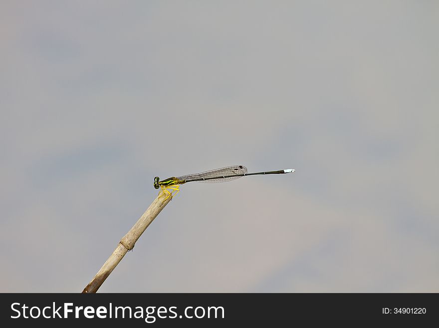 Damselfly resting on branch over river in forest
