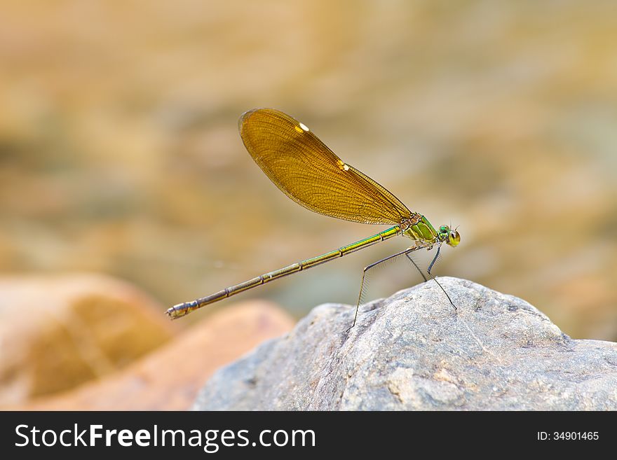 Damselfly resting on stone over river in forest