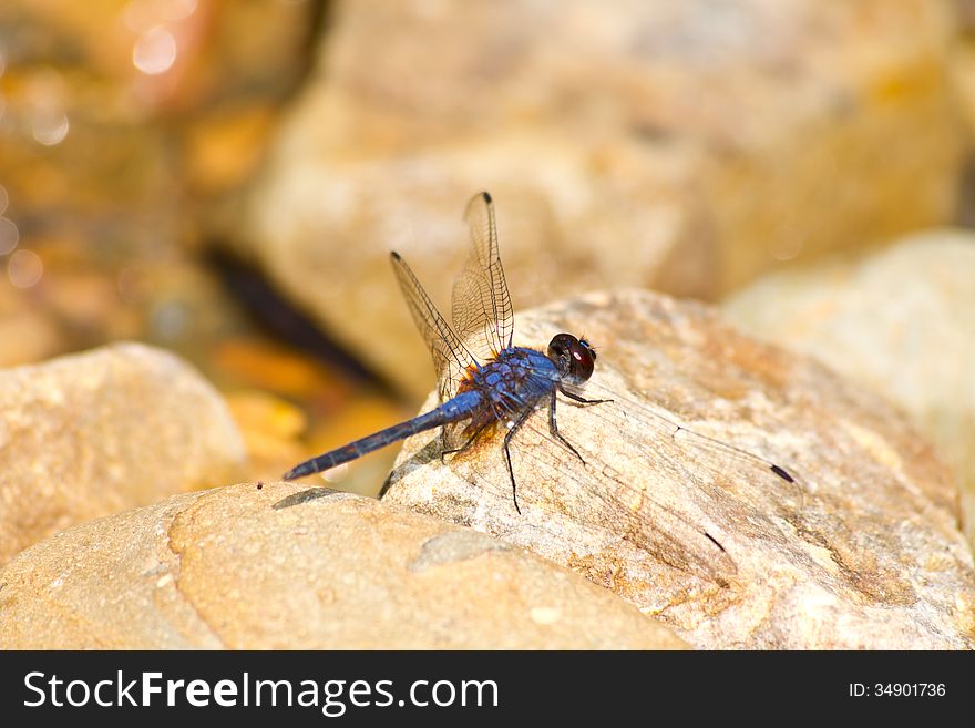 Dragonfly resting on stone near river in forest