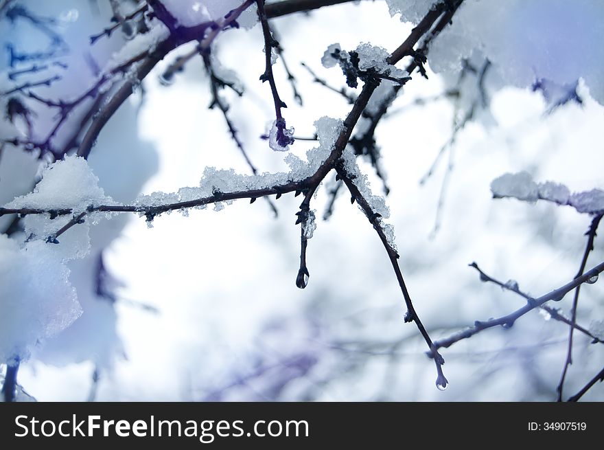 Branch pine with snow and drops. Branch pine with snow and drops