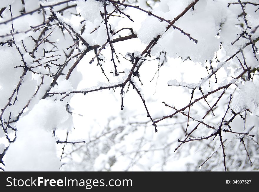 Branch pine with snow and drops. Branch pine with snow and drops